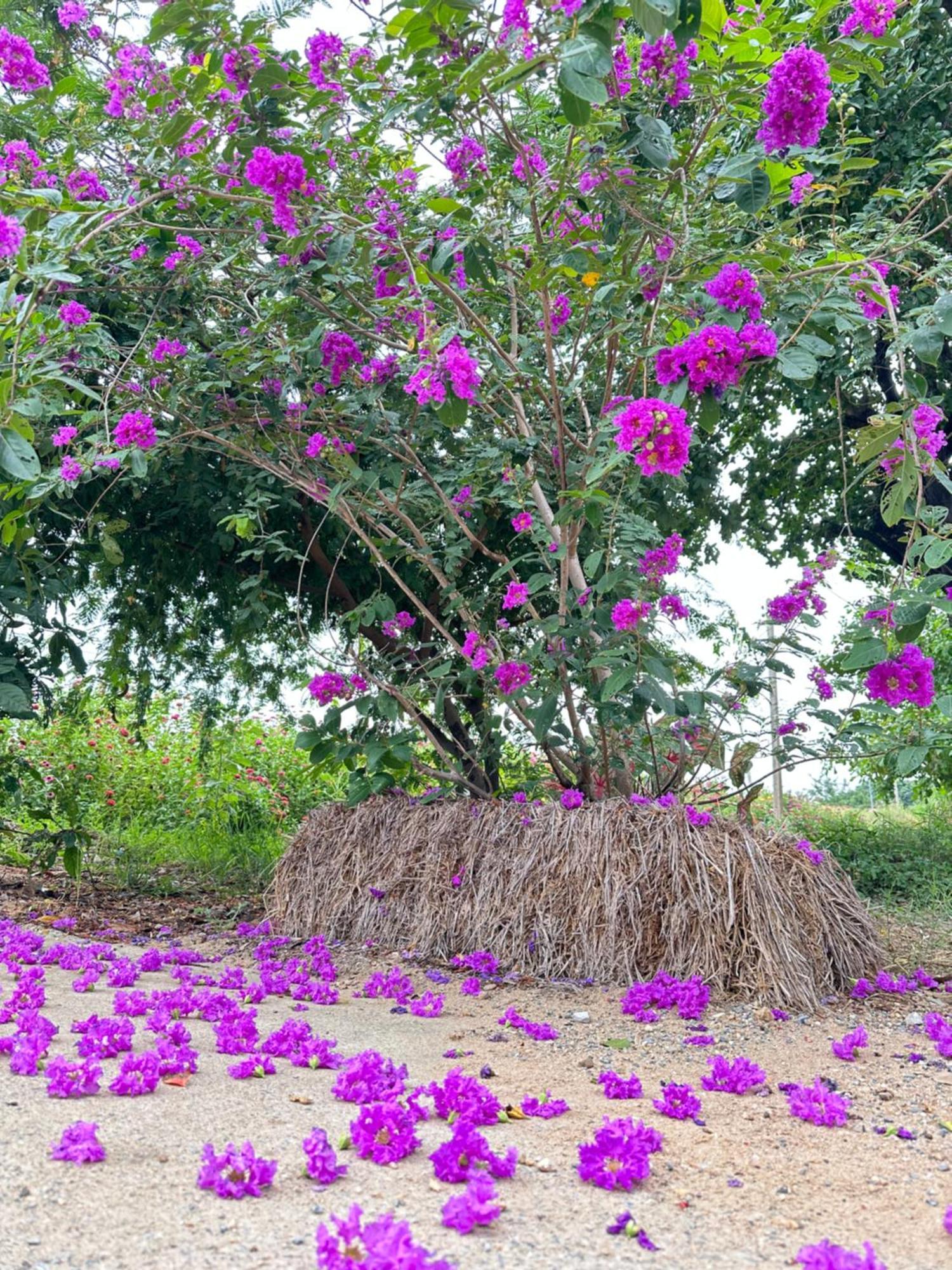 Ban Suweena Uthai Thani Dış mekan fotoğraf